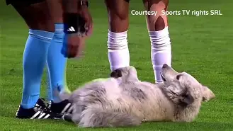 九游体育注册-足球场上的动物名场面：海鸥、猫、狗如何干扰比赛？的简单介绍